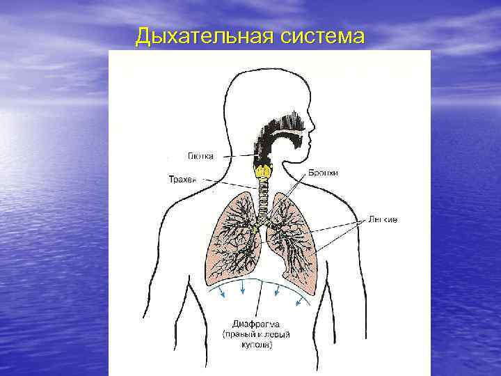 Дыхательная система 