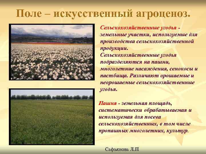 Поле – искусственный агроценоз. Сельскохозяйственные угодья земельные участки, используемые для производства сельскохозяйственной продукции. Сельскохозяйственные