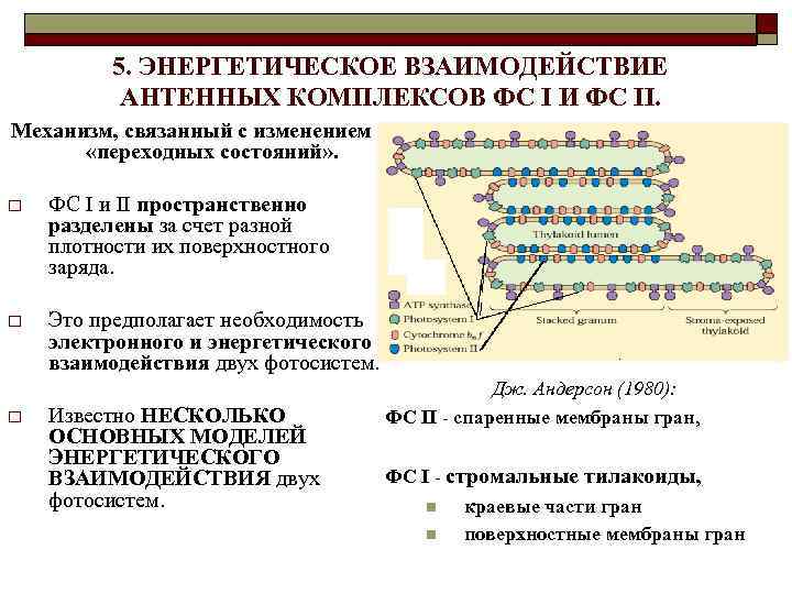 5. ЭНЕРГЕТИЧЕСКОЕ ВЗАИМОДЕЙСТВИЕ АНТЕННЫХ КОМПЛЕКСОВ ФС I И ФС II. Механизм, связанный с изменением