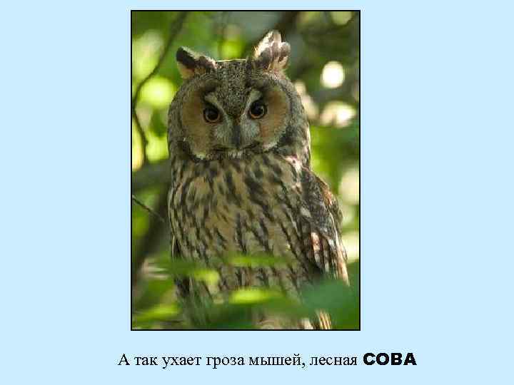 А так ухает гроза мышей, лесная СОВА 