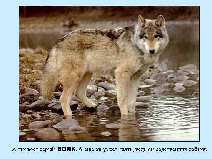 А так воет серый ВОЛК. А еще он умеет лаять, ведь он родственник собаки.