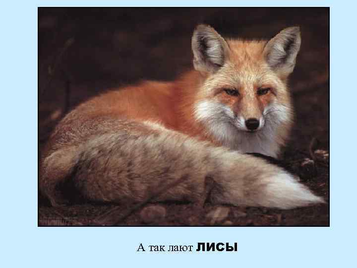 А так лают ЛИСЫ 