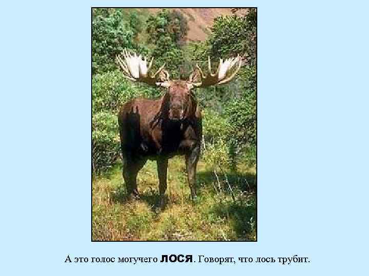 А это голос могучего ЛОСЯ. Говорят, что лось трубит. 