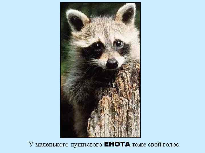 У маленького пушистого ЕНОТА тоже свой голос 