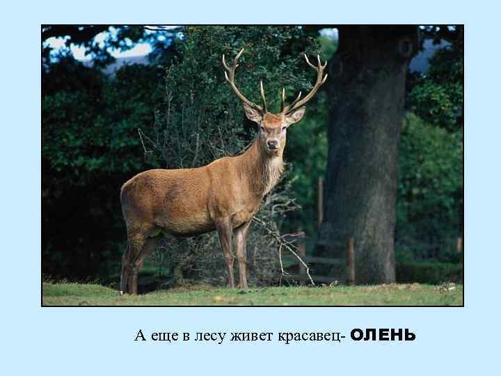 А еще в лесу живет красавец- ОЛЕНЬ 