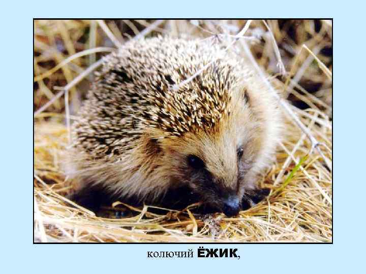колючий ЁЖИК, 