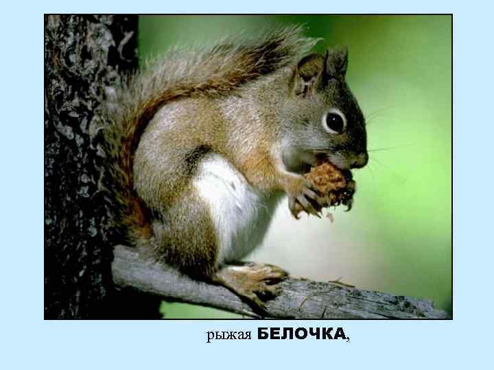 рыжая БЕЛОЧКА, 