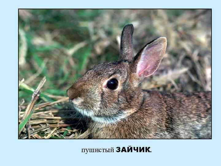 пушистый ЗАЙЧИК. 