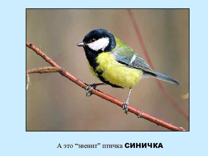 А это “звенит” птичка СИНИЧКА 