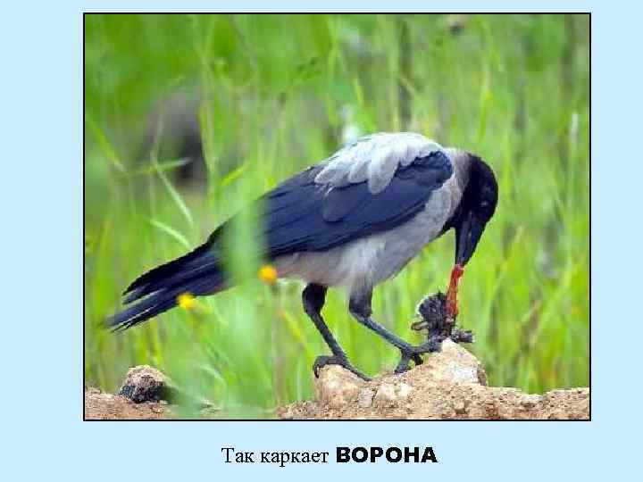 Так каркает ВОРОНА 