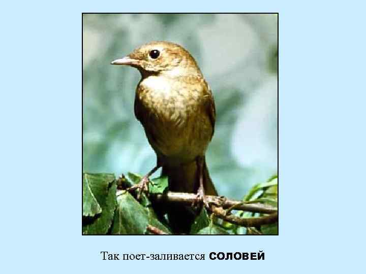 Так поет-заливается СОЛОВЕЙ 