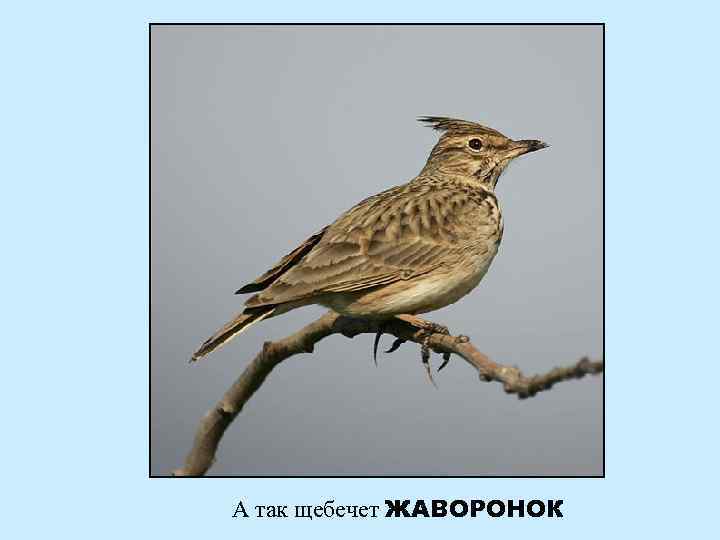 А так щебечет ЖАВОРОНОК 