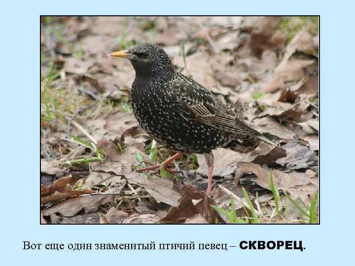 Вот еще один знаменитый птичий певец – СКВОРЕЦ. 