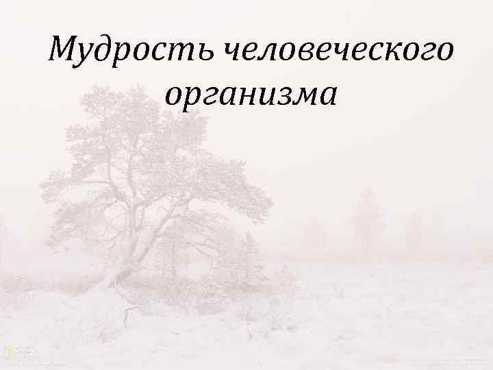 Мудрость человеческого организма 