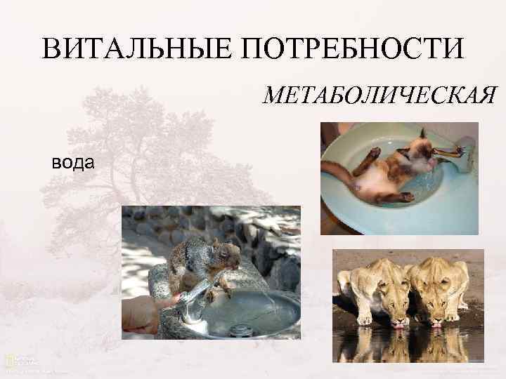 ВИТАЛЬНЫЕ ПОТРЕБНОСТИ МЕТАБОЛИЧЕСКАЯ вода 