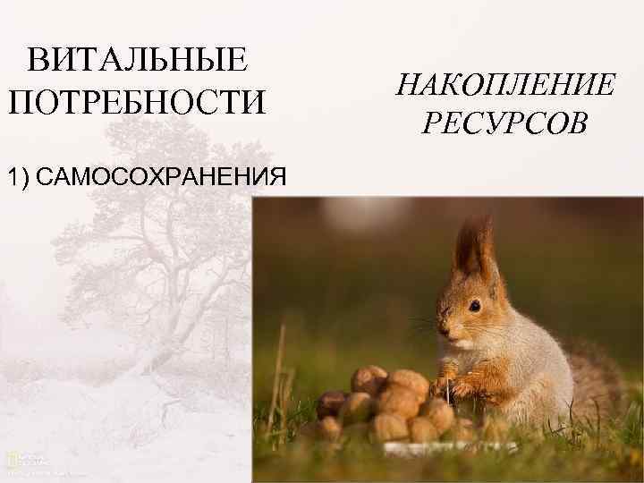 ВИТАЛЬНЫЕ ПОТРЕБНОСТИ 1) САМОСОХРАНЕНИЯ НАКОПЛЕНИЕ РЕСУРСОВ 