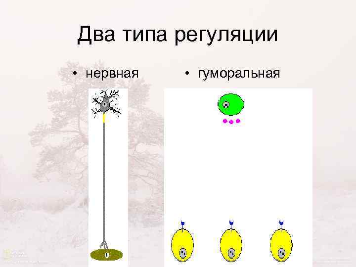 Два типа регуляции • нервная • гуморальная 