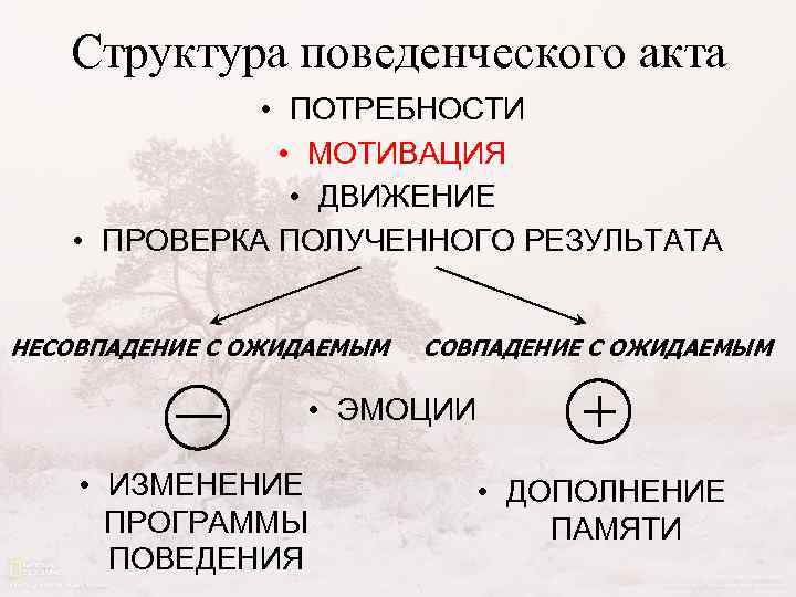 Структура поведенческого акта • ПОТРЕБНОСТИ • МОТИВАЦИЯ • ДВИЖЕНИЕ • ПРОВЕРКА ПОЛУЧЕННОГО РЕЗУЛЬТАТА НЕСОВПАДЕНИЕ