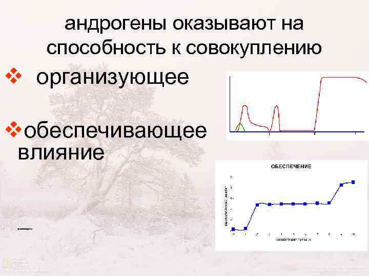 андрогены оказывают на способность к совокуплению v организующее vобеспечивающее влияние • происхождение 