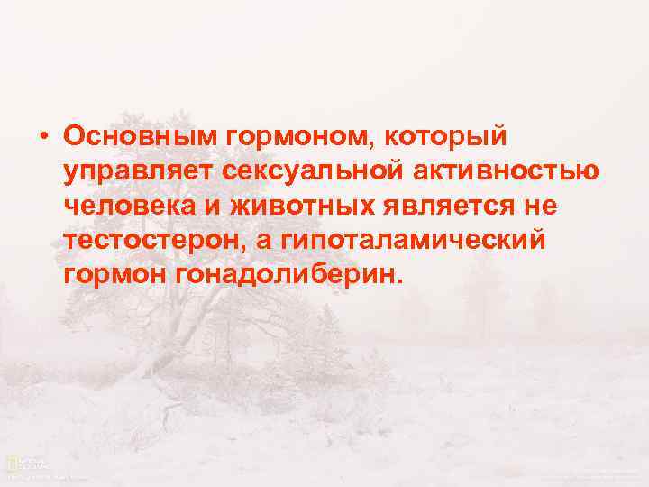  • Основным гормоном, который управляет сексуальной активностью человека и животных является не тестостерон,