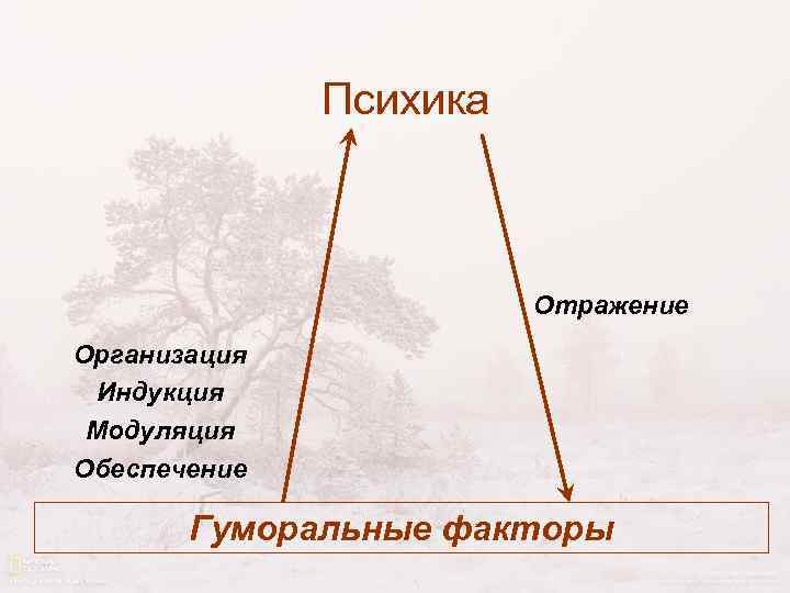 Психика Отражение Организация Индукция Модуляция Обеспечение Гуморальные факторы 