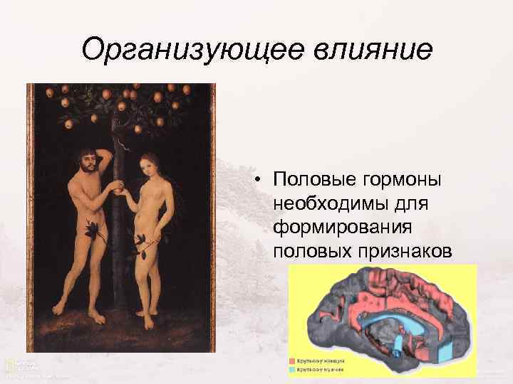 Организующее влияние • Половые гормоны необходимы для формирования половых признаков 