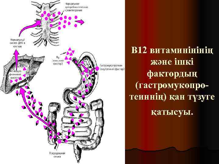 В 12 витаминінінің және ішкі фактордың (гастромукопротеиннің) қан түзуге қатысуы. 