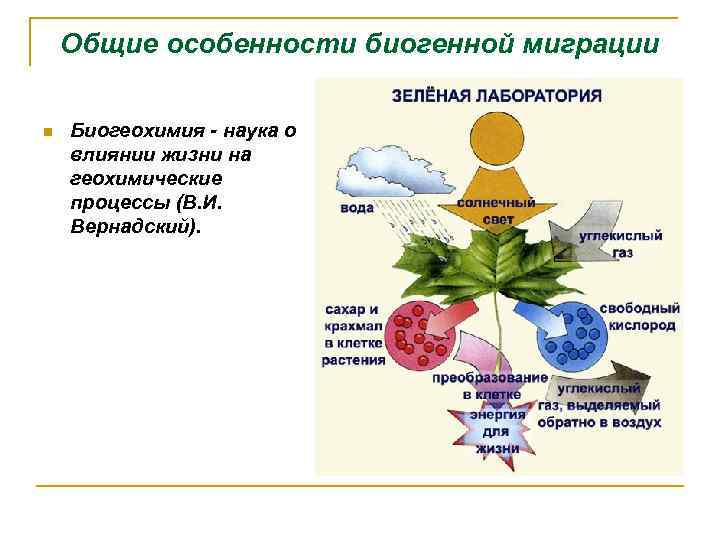 Общие особенности биогенной миграции n Биогеохимия - наука о влиянии жизни на геохимические процессы