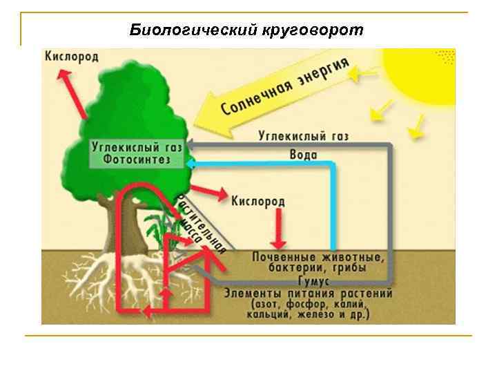 Биологический круговорот 