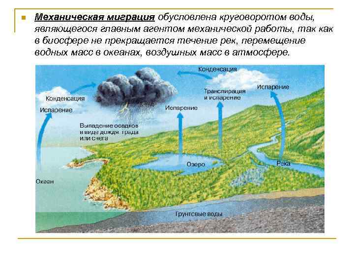 n Механическая миграция обусловлена круговоротом воды, являющегося главным агентом механической работы, так как в