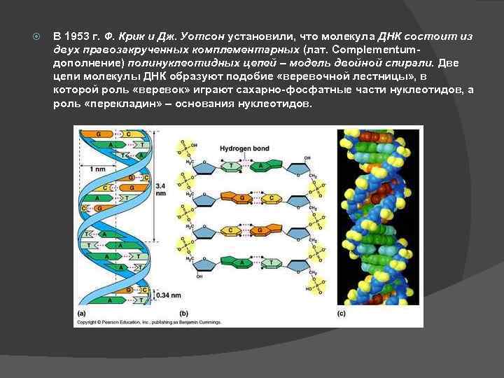 На молекуле днк синтезируется