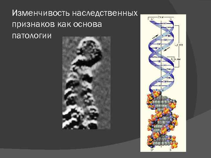 Изменчивость наследственных признаков как основа патологии 