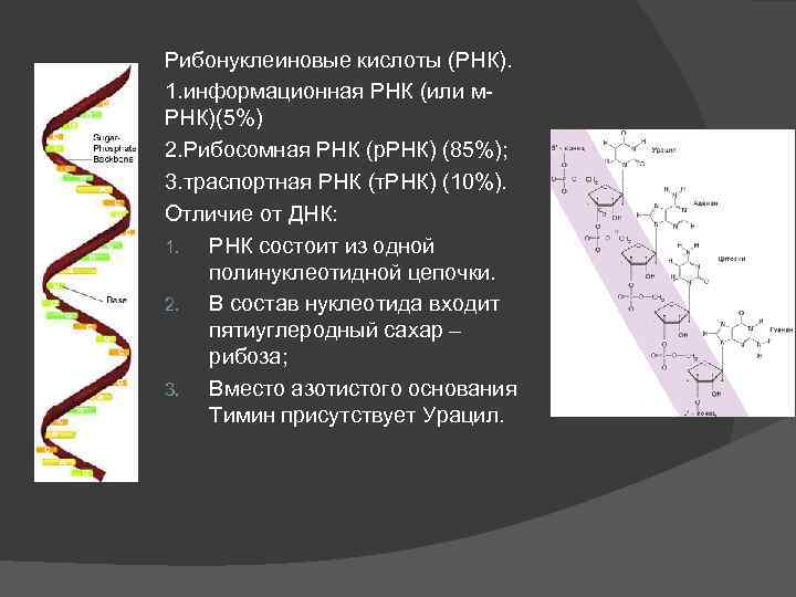 Рибонуклеиновые кислоты (РНК). 1. информационная РНК (или м. РНК)(5%) 2. Рибосомная РНК (р. РНК)