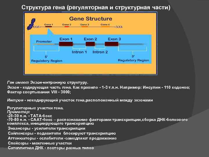 Структура гена (регуляторная и структурная части) Ген имеет Экзон-интронную структуру. Экзон - кодирующая часть