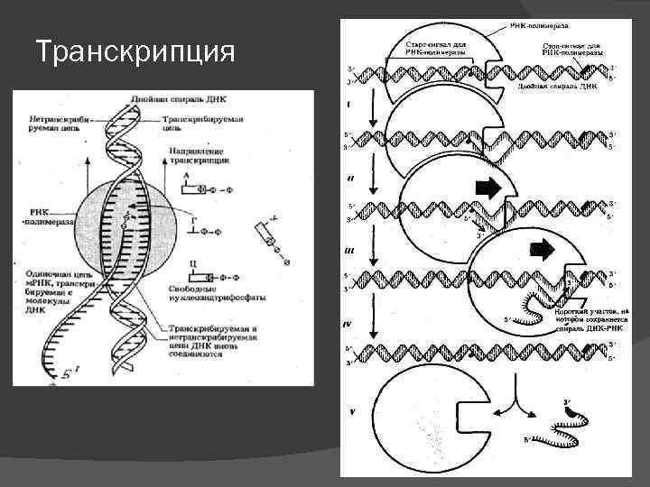 Транскрипция 
