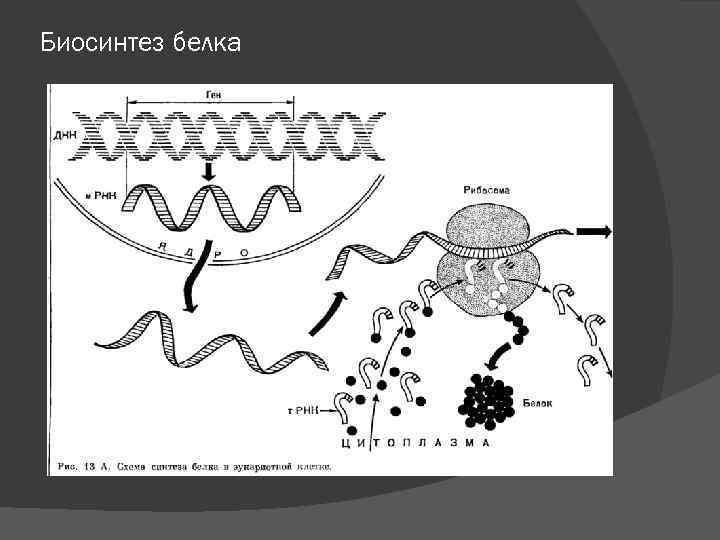 Биосинтез белка 