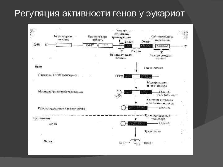 Регуляция генов прокариот. Регуляция активности генов у эукариот.