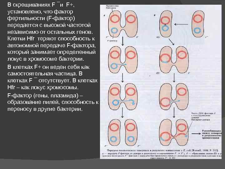В скрещиваниях F ¯и F+, установлено, что фактор фертильности (F-фактор) передается с высокой частотой