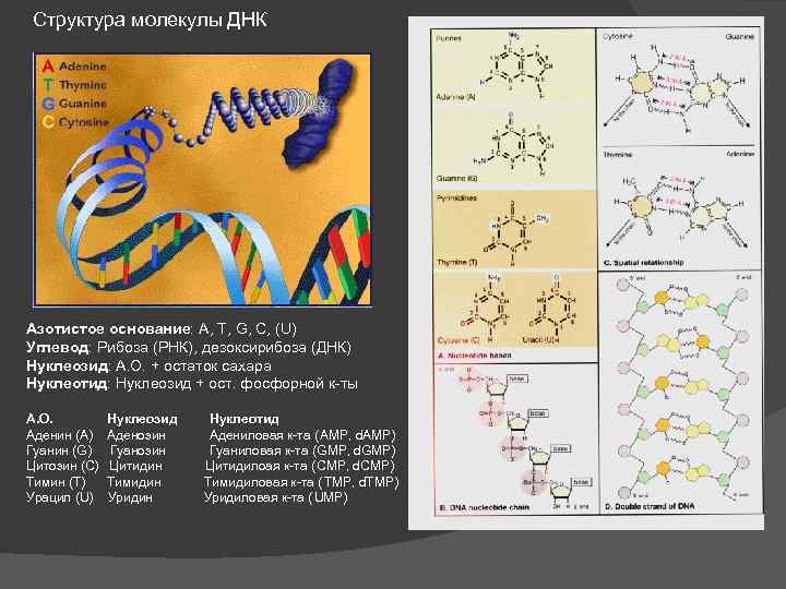 Структура молекулы ДНК Азотистое основание: A, T, G, C, (U) Углевод: Рибоза (РНК), дезоксирибоза