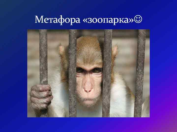 Метафора «зоопарка» 