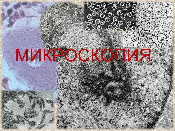 МИКРОСКОПИЯ 