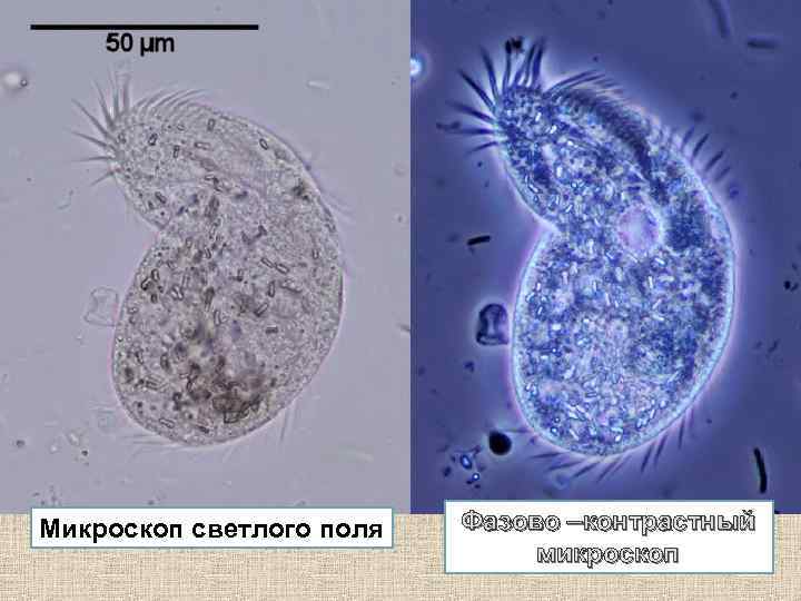 Микроскоп светлого поля Фазово –контрастный микроскоп 