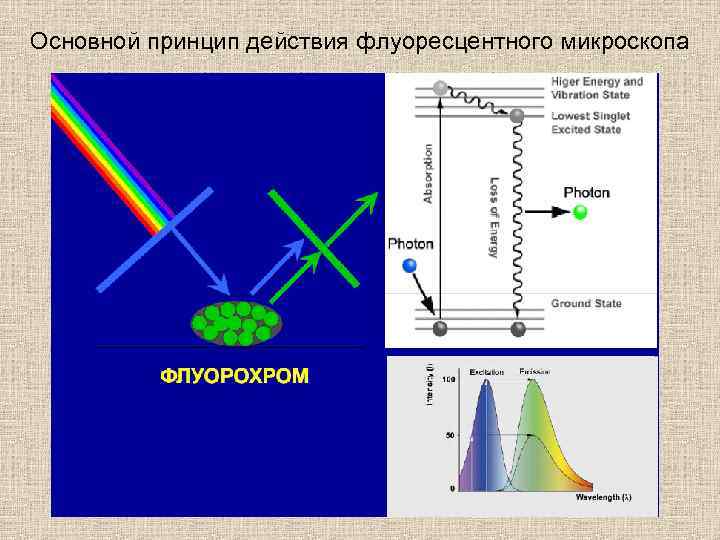Основной принцип действия флуоресцентного микроскопа 