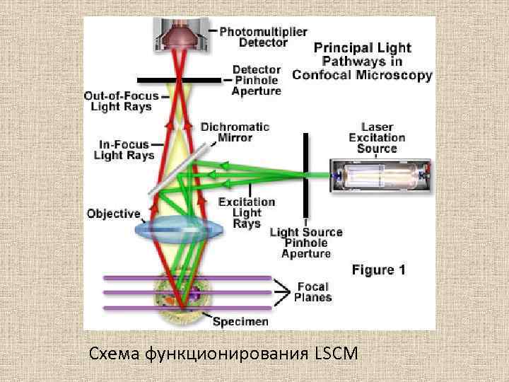 Схема функционирования LSCM 
