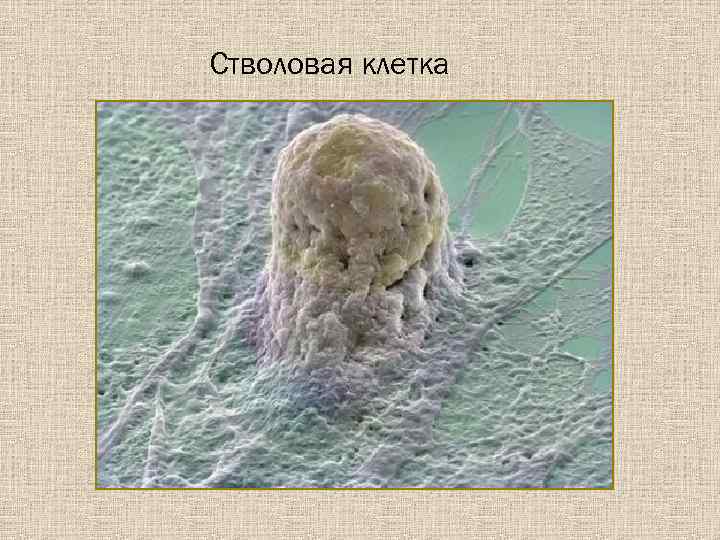 Стволовая клетка 