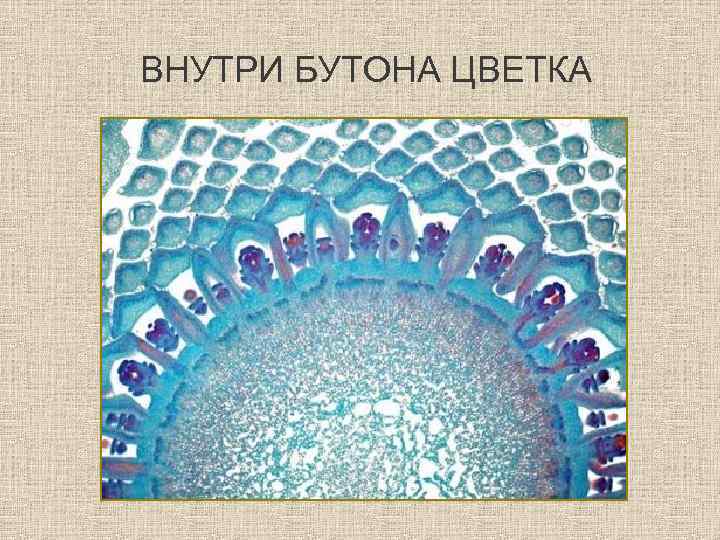 ВНУТРИ БУТОНА ЦВЕТКА 