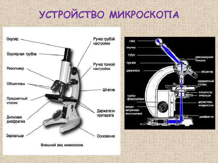 Рассмотри рисунок светового микроскопа ответь на вопросы