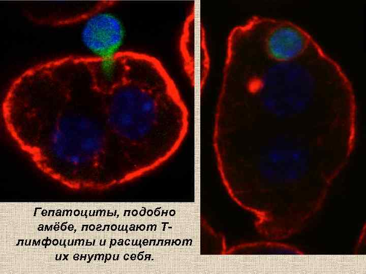 Гепатоциты, подобно амёбе, поглощают Тлимфоциты и расщепляют их внутри себя. 