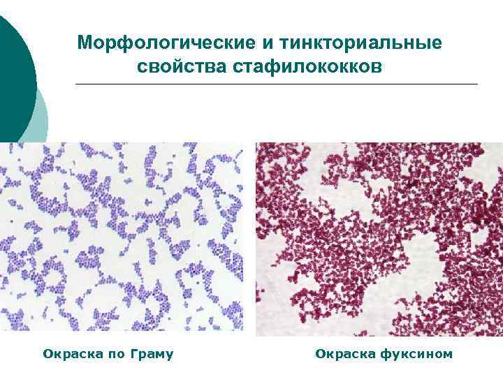 Морфологические и тинкториальные свойства стафилококков Окраска по Граму Окраска фуксином 