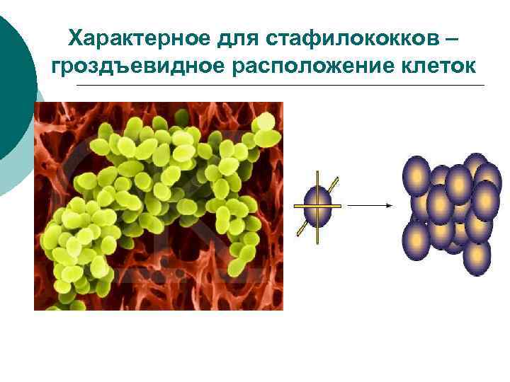 Характерное для стафилококков – гроздъевидное расположение клеток 